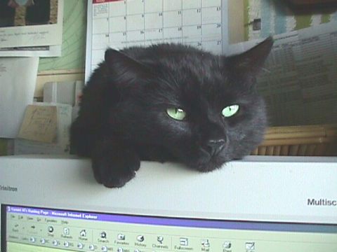 Black Bart resting up for the next food bowl catbyte3.jpg (25306 bytes)