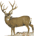 deersl.gif (2377 bytes)