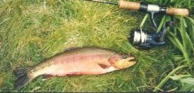 fishing planet colorado golden trout